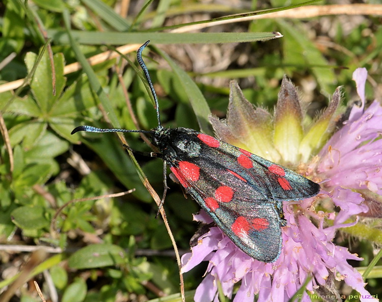 Monti Sibillini